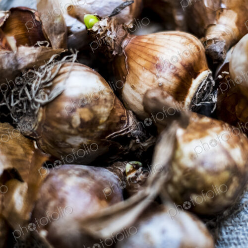 High angle close up of brown onion bulbs on a grey background.