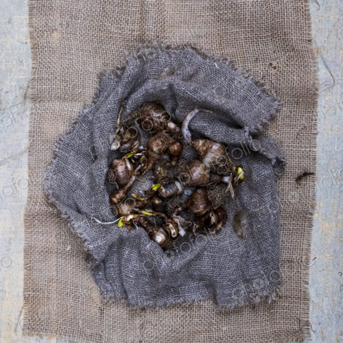High angle close up of brown onion bulbs on a grey background.