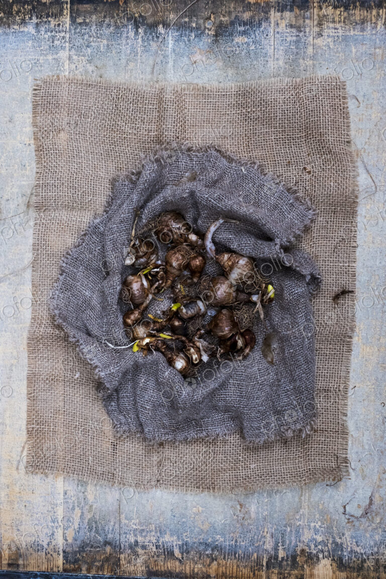 High angle close up of brown onion bulbs on a grey background.