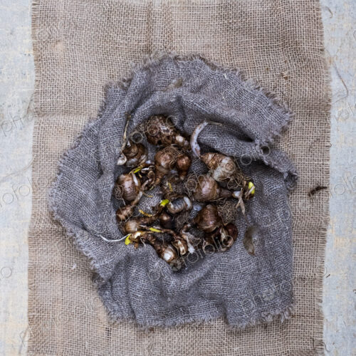 High angle close up of brown onion bulbs on a grey background.