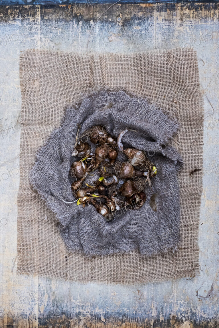 High angle close up of brown onion bulbs on a grey background.
