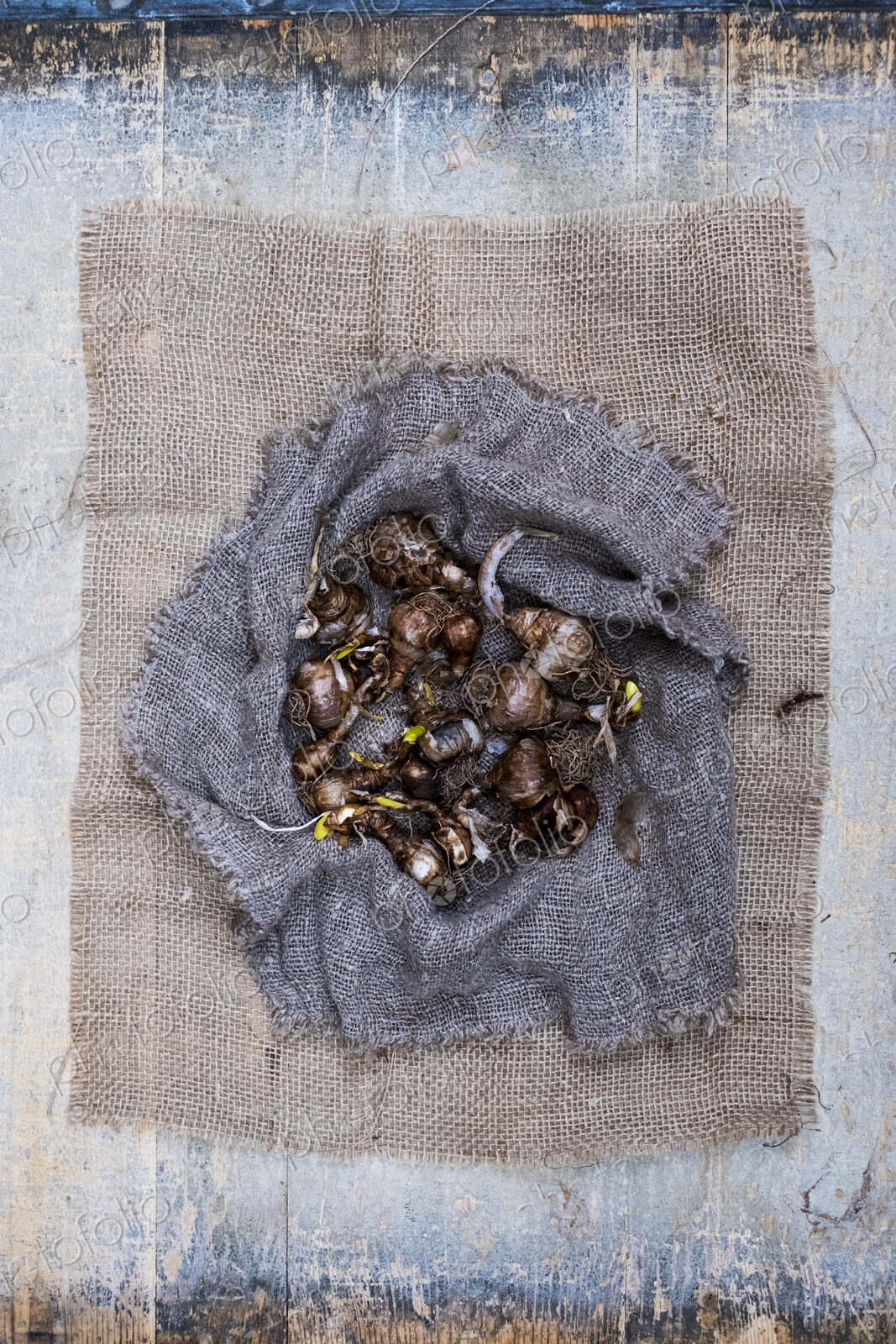 High angle close up of brown onion bulbs on a grey background.