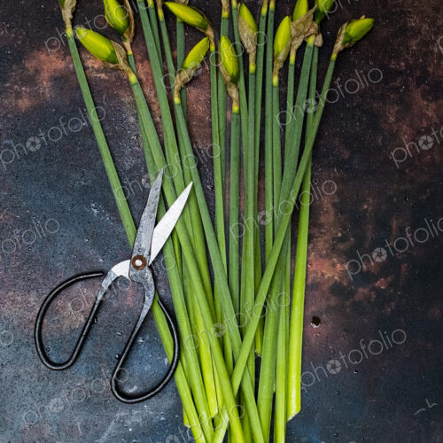 High angle close up of bunch of daffodils and pair of scissors.
