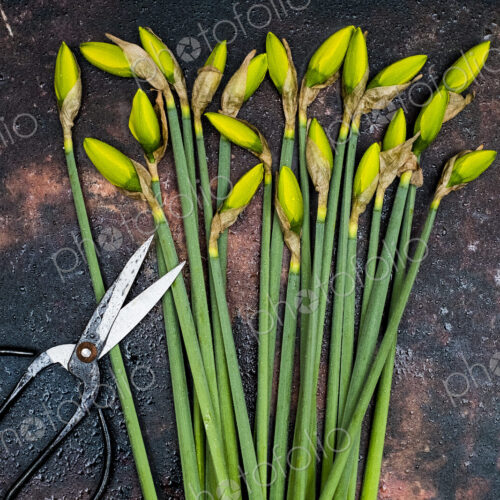 High angle close up of bunch of daffodils and pair of scissors.