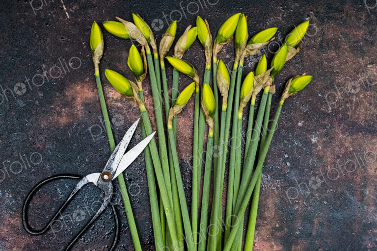 High angle close up of bunch of daffodils and pair of scissors.