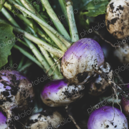 High angle close up of bunch of freshly harvested turnips. High angle close up of bunch of freshly harvested turnips.