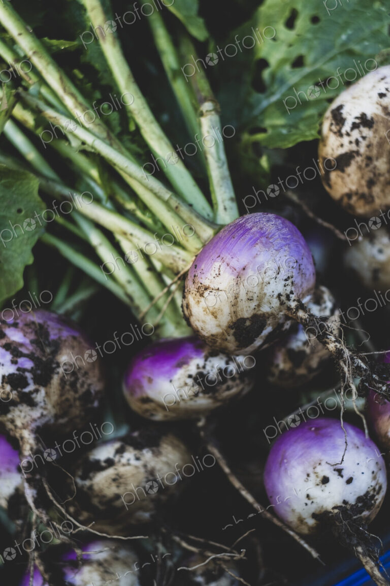 High angle close up of bunch of freshly harvested turnips.