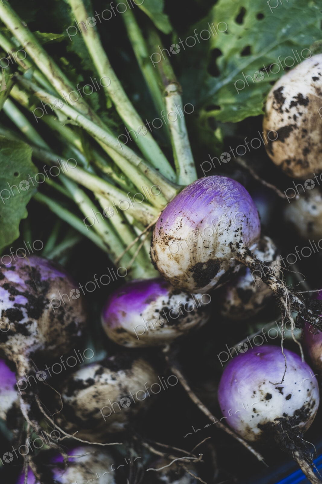 High angle close up of bunch of freshly harvested turnips.