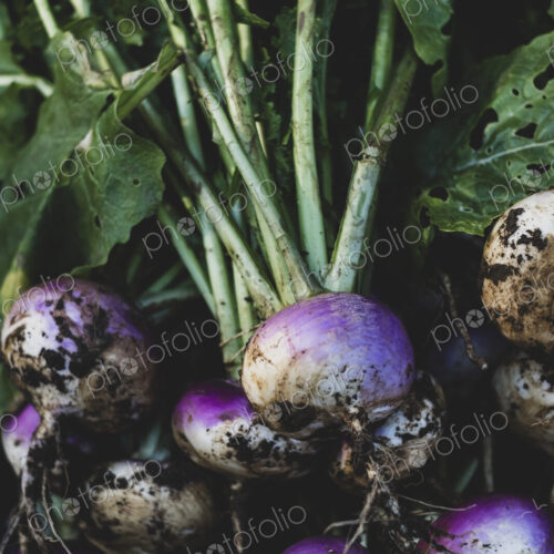 High angle close up of bunch of freshly harvested turnips. High angle close up of bunch of freshly harvested turnips.