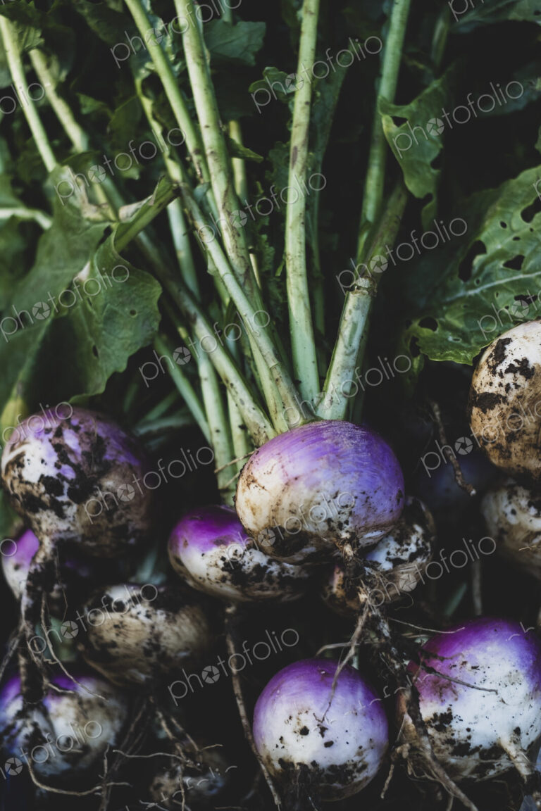 High angle close up of bunch of freshly harvested turnips.