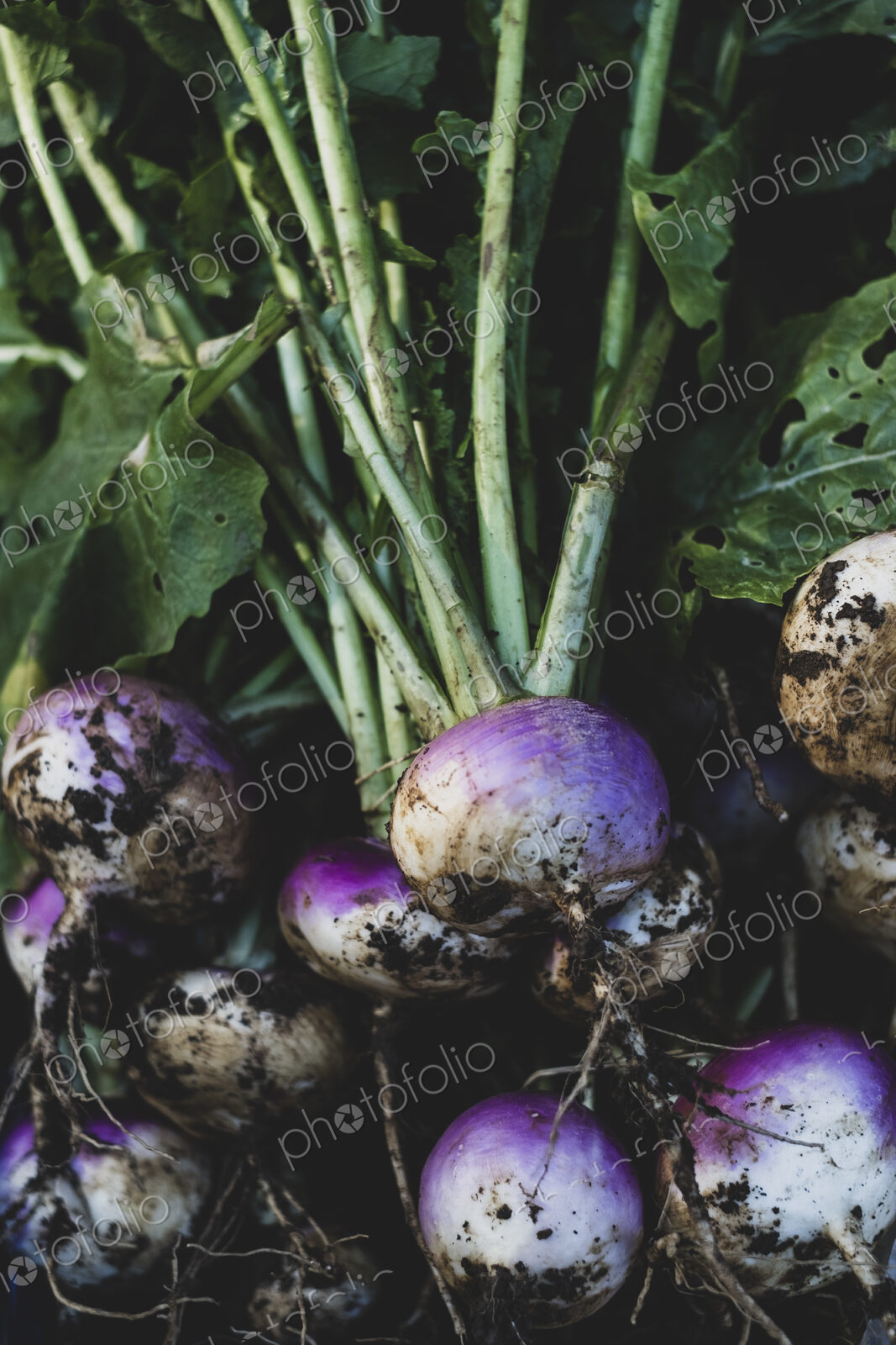 High angle close up of bunch of freshly harvested turnips.