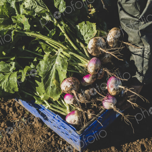 High angle close up of bunch of freshly harvested turnips in blue plastic crate. High angle close up of bunch of freshly harvested turnips in blue plastic crate.