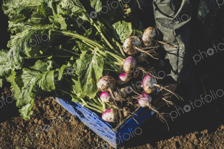 High angle close up of bunch of freshly harvested turnips in blue plastic crate.