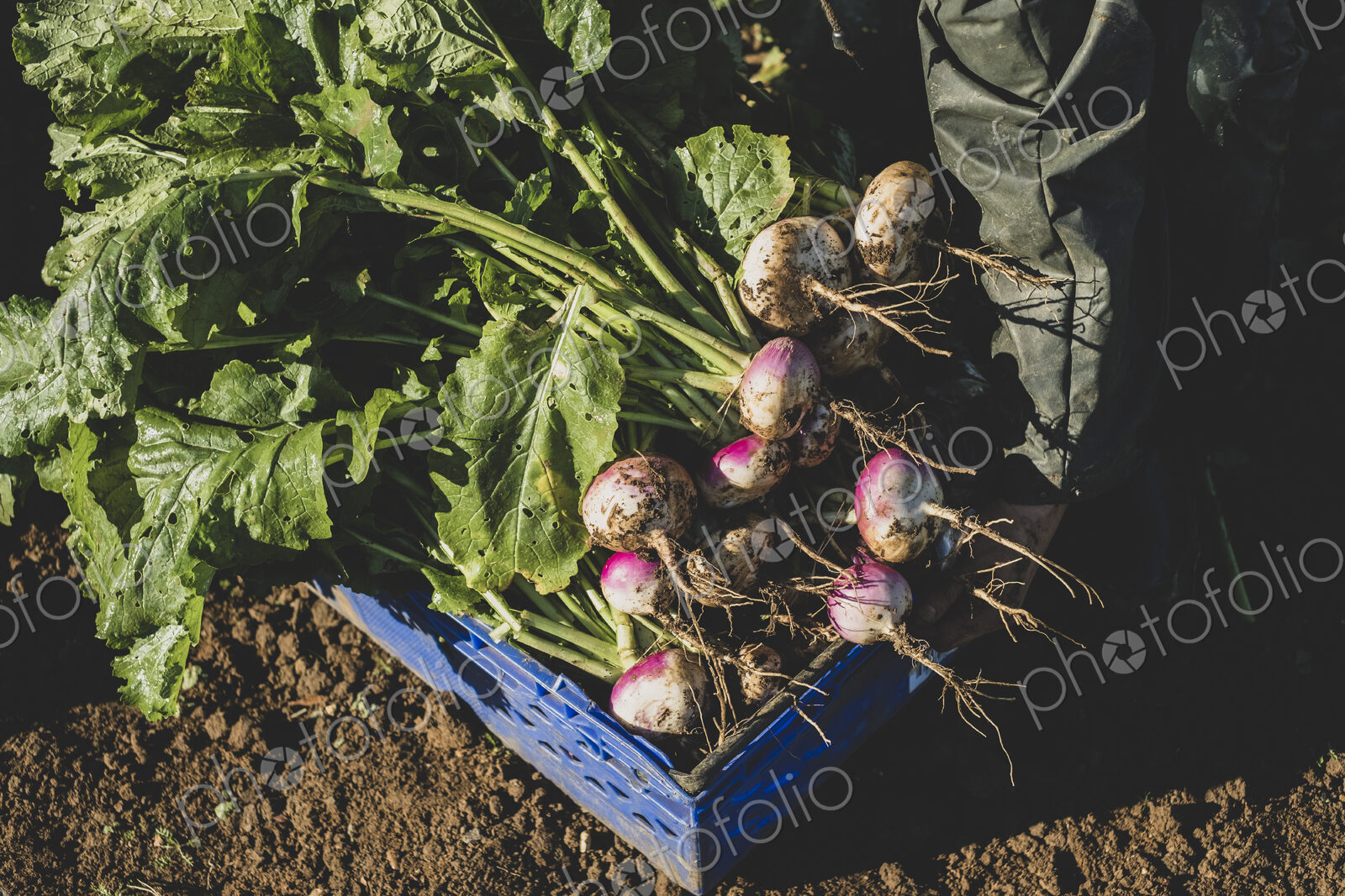 High angle close up of bunch of freshly harvested turnips in blue plastic crate.