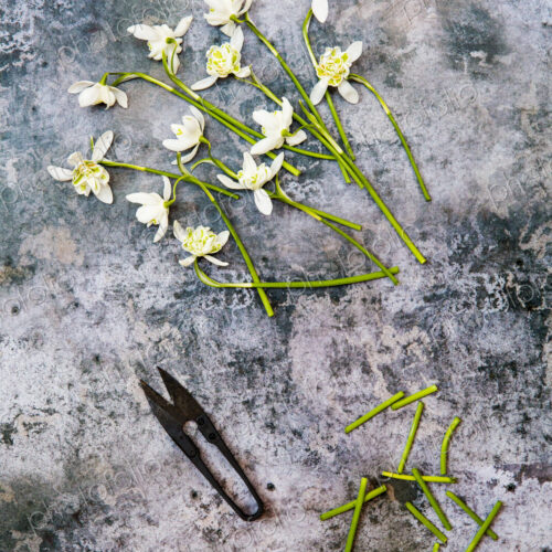 High angle close up of bunch of snowdrops and garden scissors on textured grey surface.