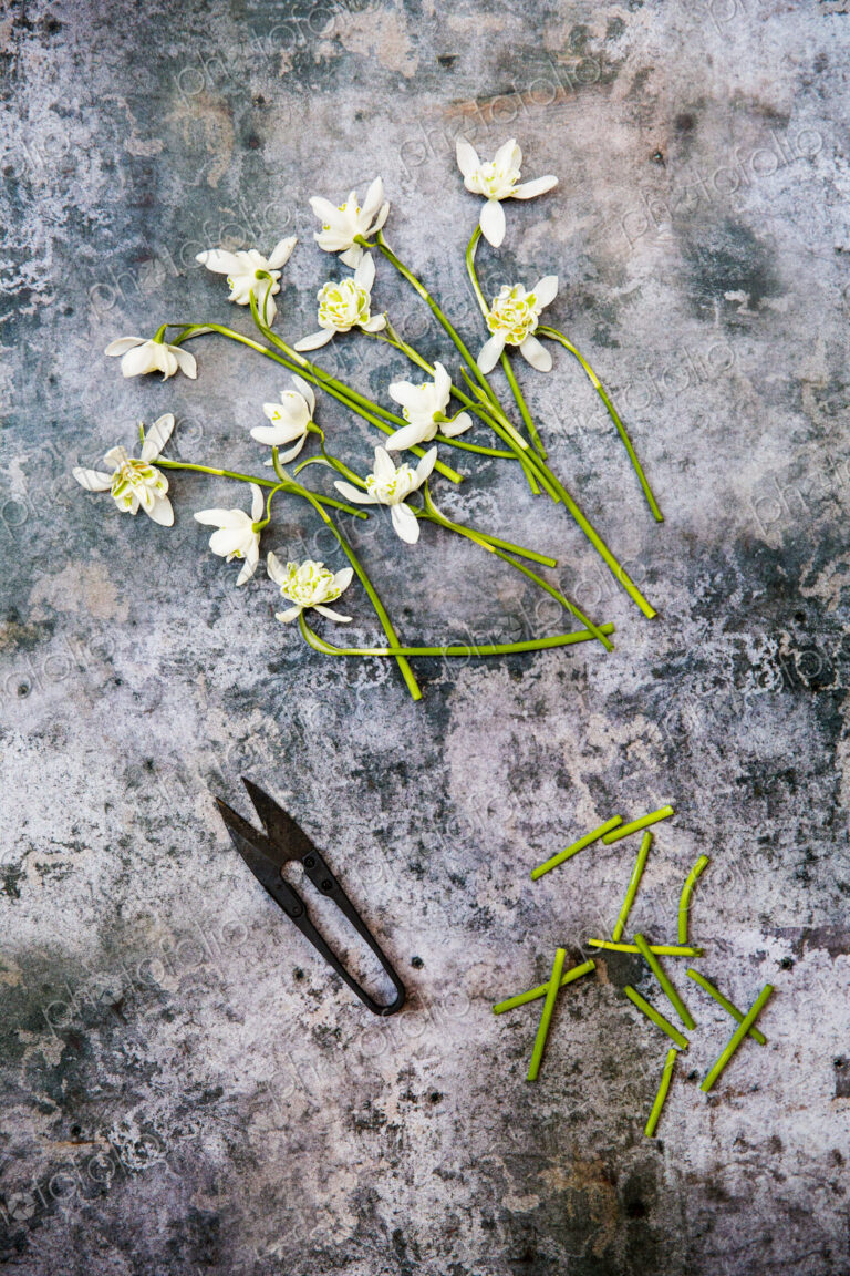 High angle close up of bunch of snowdrops and garden scissors on textured grey surface.