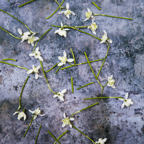 High angle close up of bunch of snowdrops on textured grey surface.