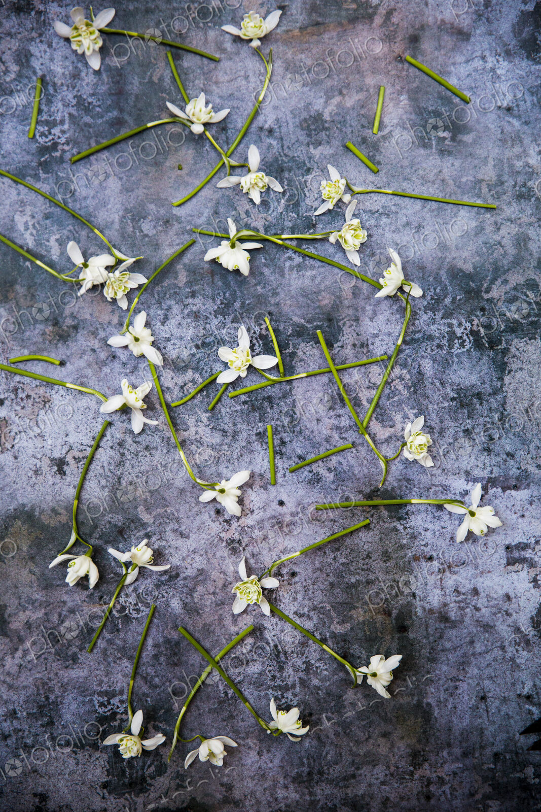 High angle close up of bunch of snowdrops on textured grey surface.