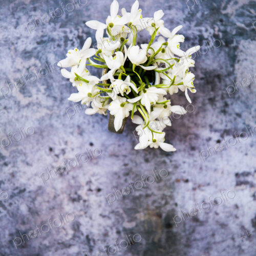 High angle close up of bunch of snowdrops on textured grey surface.