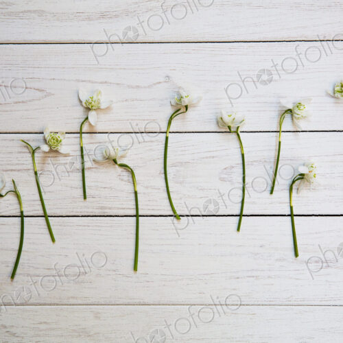 High angle close up of bunch of snowdrops on white wooden table.