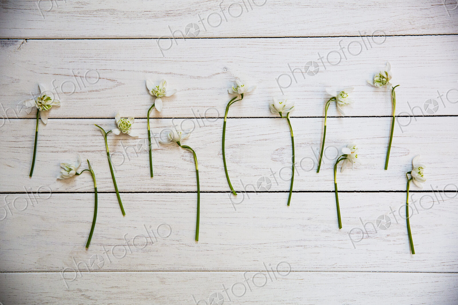 High angle close up of bunch of snowdrops on white wooden table.