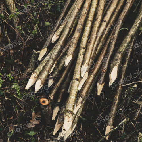 High angle close up of bunch of wooden stakes used in traditional hedge building.