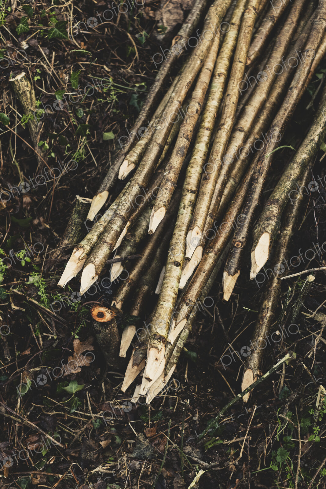 High angle close up of bunch of wooden stakes used in traditional hedge building.