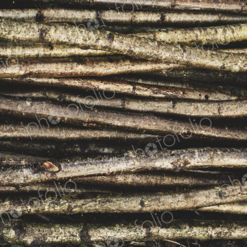 High angle close up of bunch of wooden stakes used in traditional hedge building.