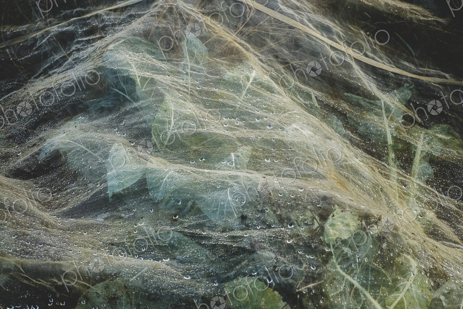High angle close up of cauliflower field covered in protective netting, dewdrops.