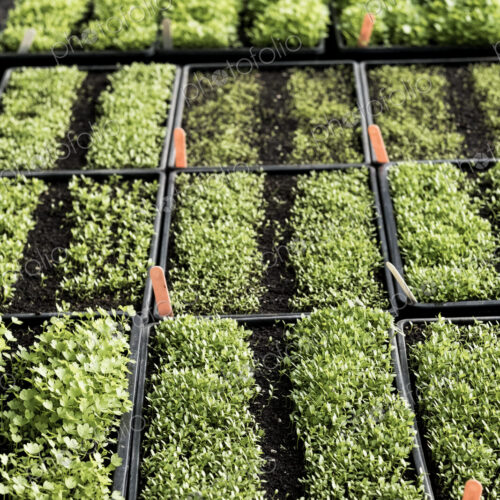 High angle close up of crates with a selection of freshly planted seedlings. High angle close up of crates with a selection of freshly planted seedlings.