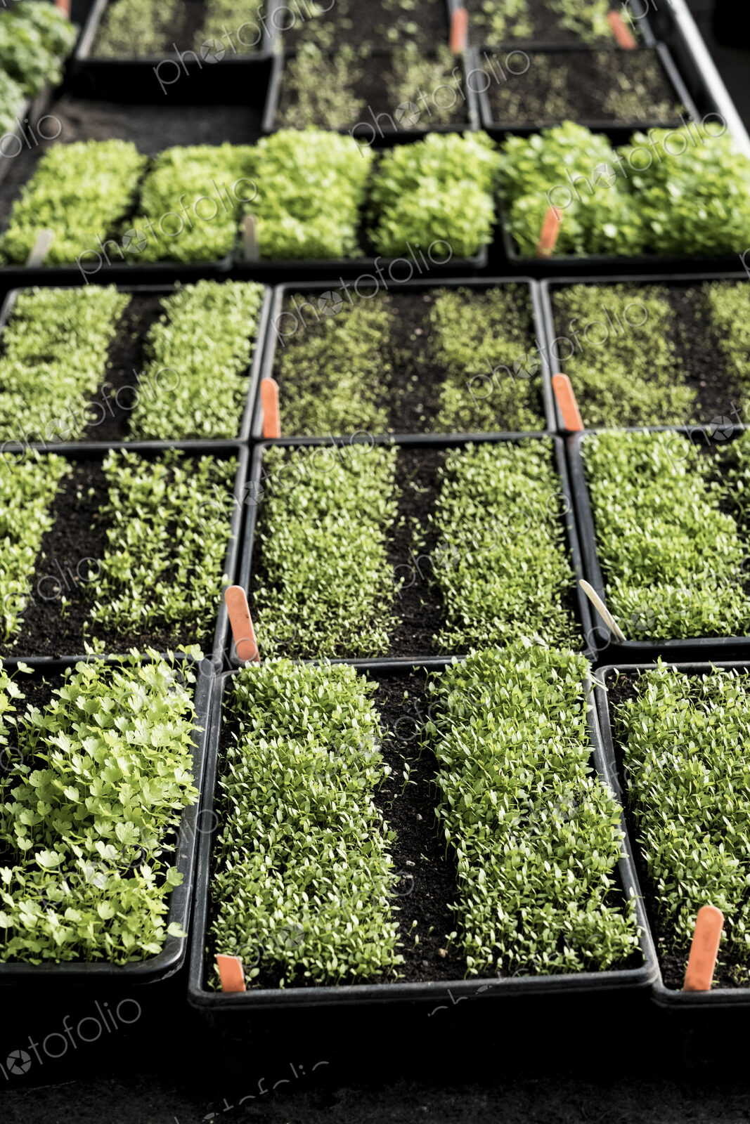 High angle close up of crates with a selection of freshly planted seedlings.