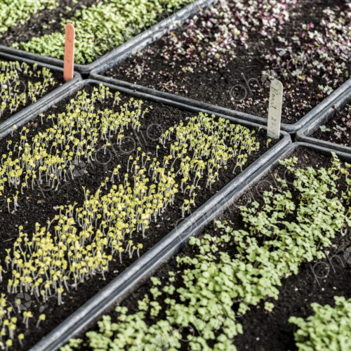 High angle close up of crates with a selection of freshly planted seedlings. High angle close up of crates with a selection of freshly planted seedlings.