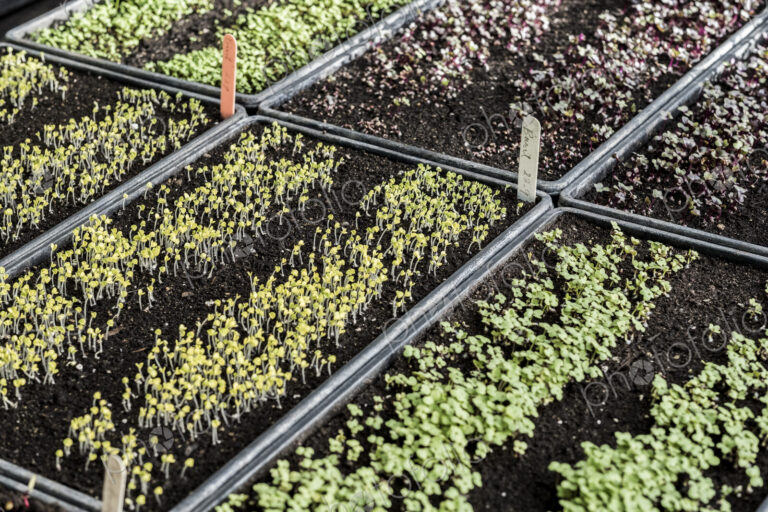High angle close up of crates with a selection of freshly planted seedlings.