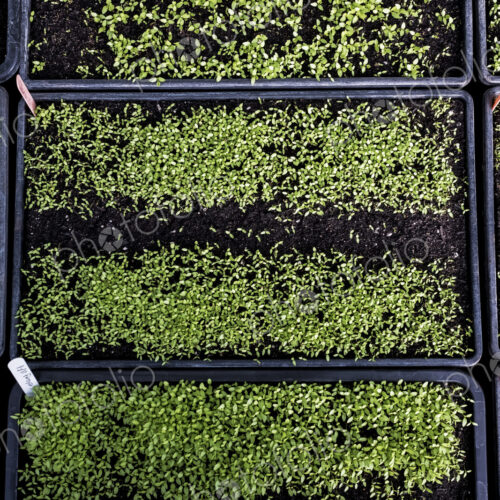 High angle close up of crates with a selection of freshly planted seedlings. High angle close up of crates with a selection of freshly planted seedlings.