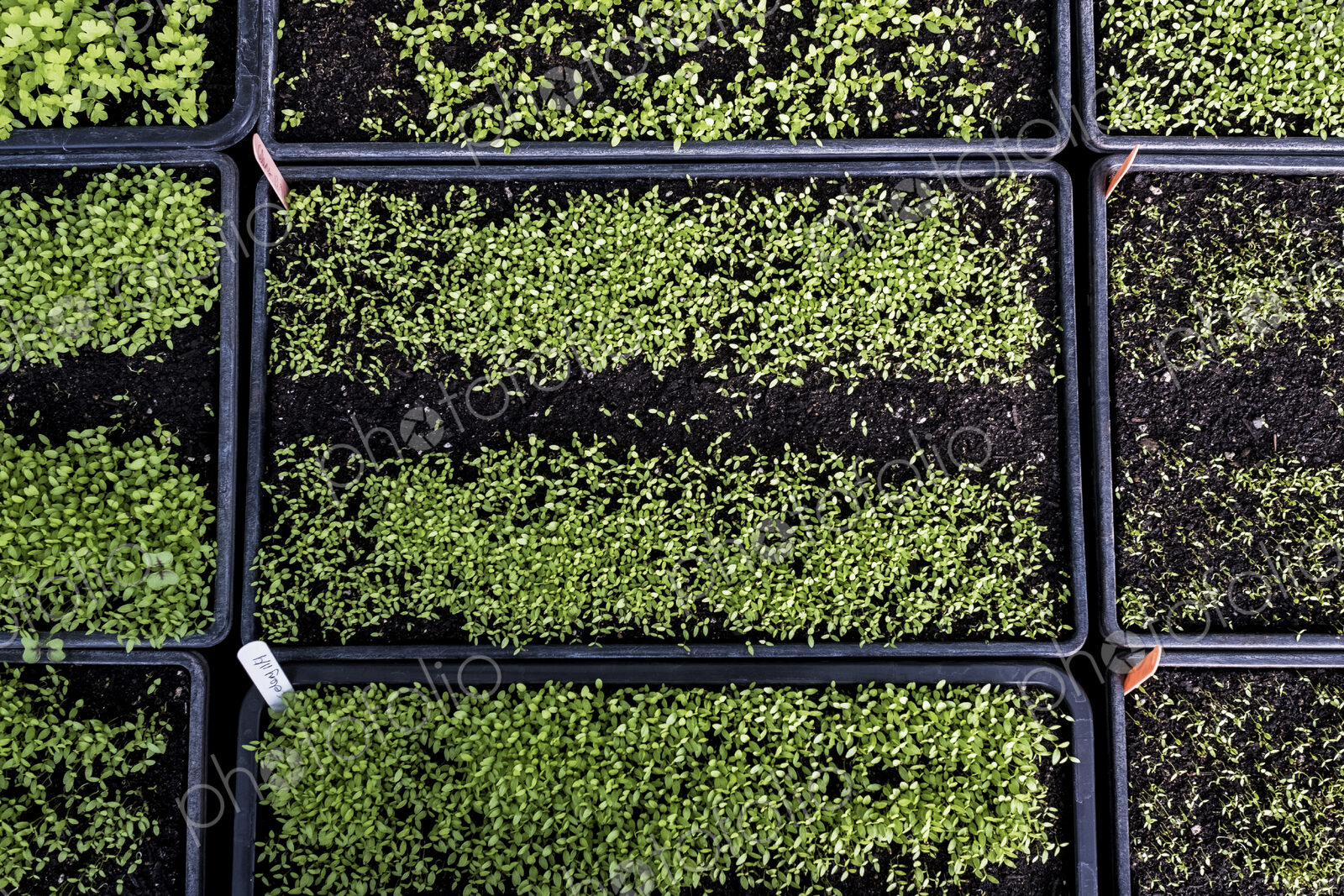 High angle close up of crates with a selection of freshly planted seedlings.