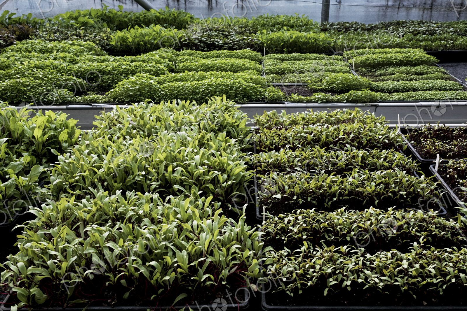 High angle close up of crates with a selection of freshly planted seedlings.