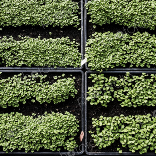 High angle close up of crates with a selection of freshly planted seedlings. High angle close up of crates with a selection of freshly planted seedlings.