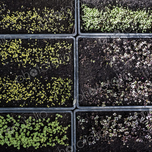 High angle close up of crates with a selection of freshly planted seedlings. High angle close up of crates with a selection of freshly planted seedlings.