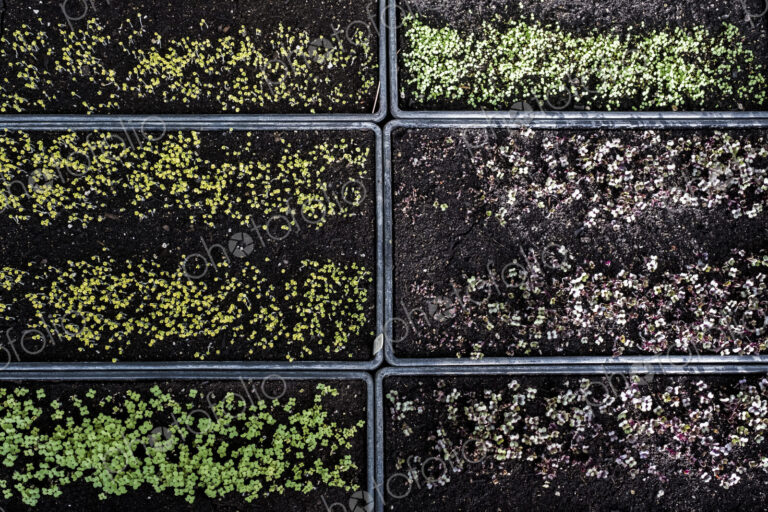 High angle close up of crates with a selection of freshly planted seedlings.