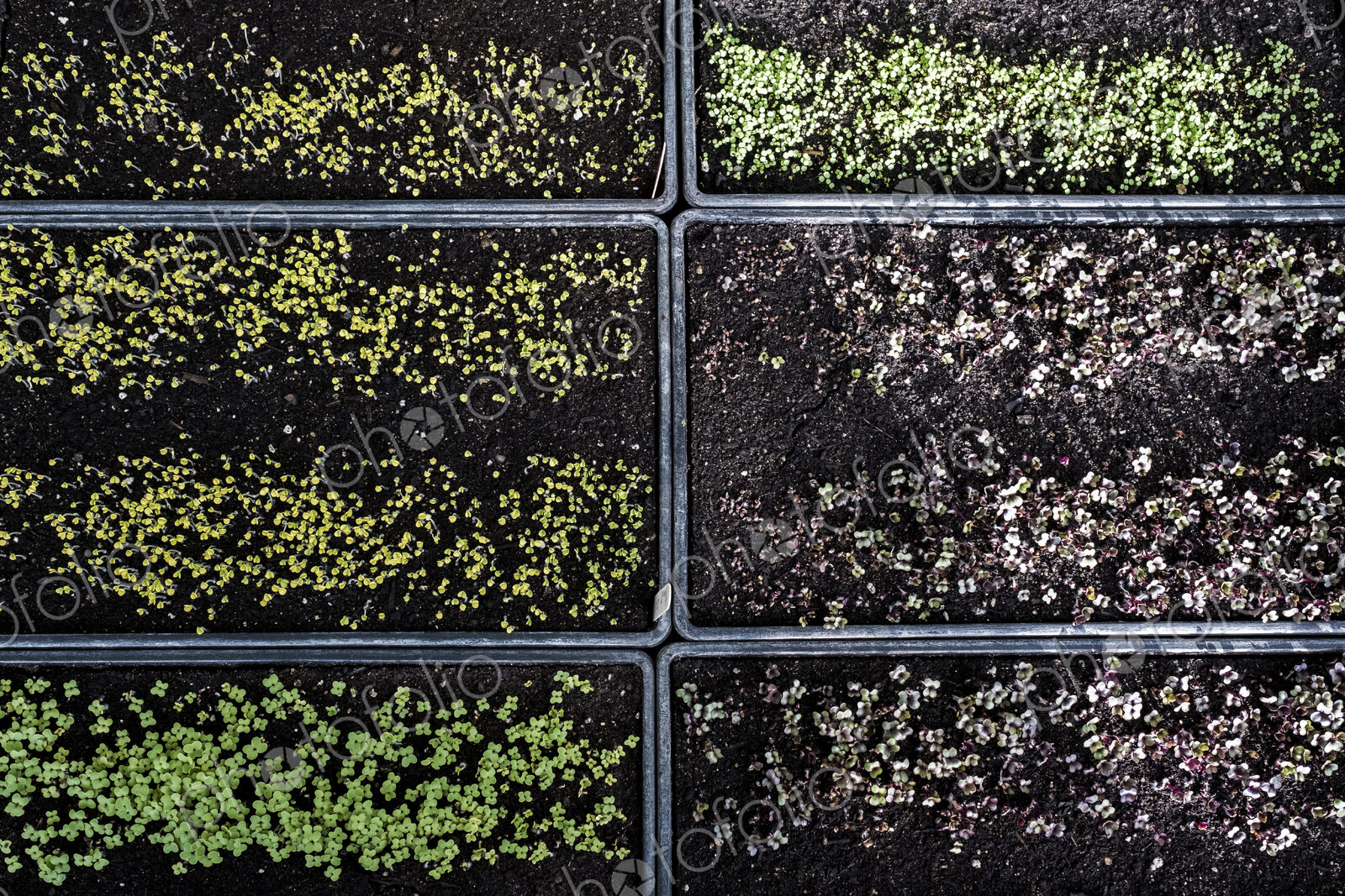 High angle close up of crates with a selection of freshly planted seedlings.
