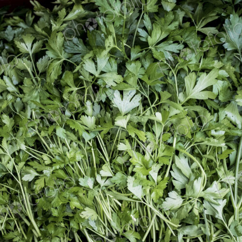 High angle close up of fresh Italian parsley. High angle close up of fresh Italian parsley.