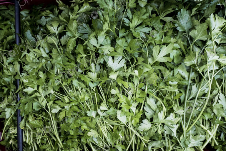 High angle close up of fresh Italian parsley.