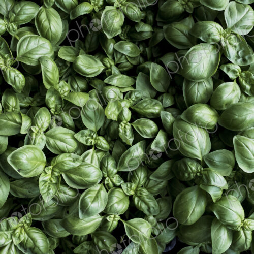 High angle close up of fresh green basil.