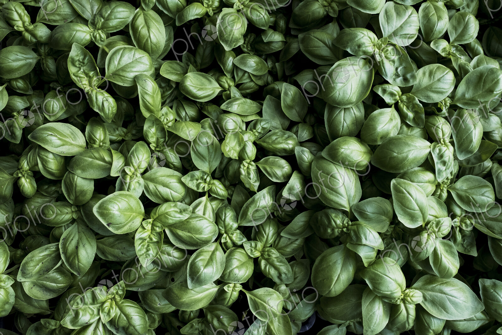 High angle close up of fresh green basil.