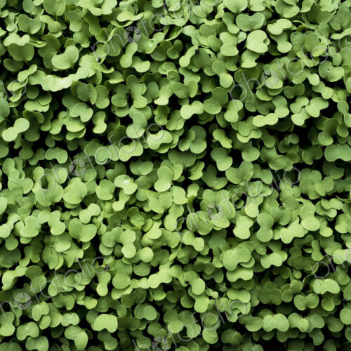 High angle close up of fresh green garden cress. High angle close up of fresh green garden cress.