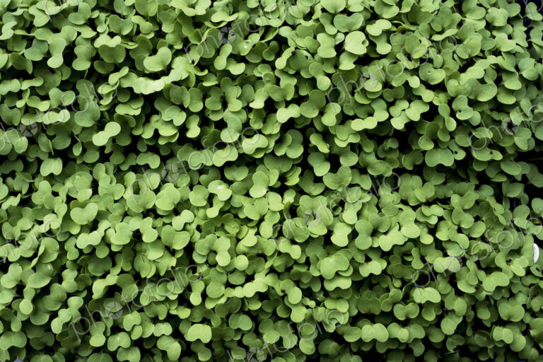 High angle close up of fresh green garden cress.