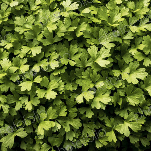 High angle close up of fresh green herbs. High angle close up of fresh green herbs.