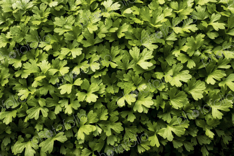 High angle close up of fresh green herbs.