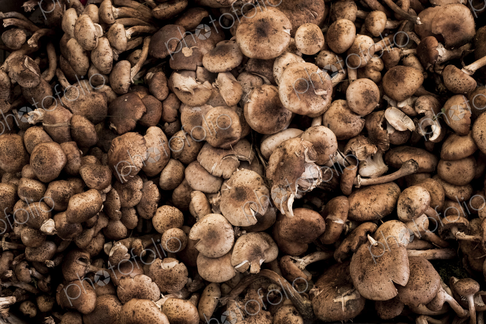 High angle close up of fresh mushrooms at a market stall.