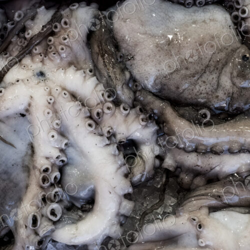 High angle close up of fresh octopus at a market stall. High angle close up of fresh octopus at a market stall.